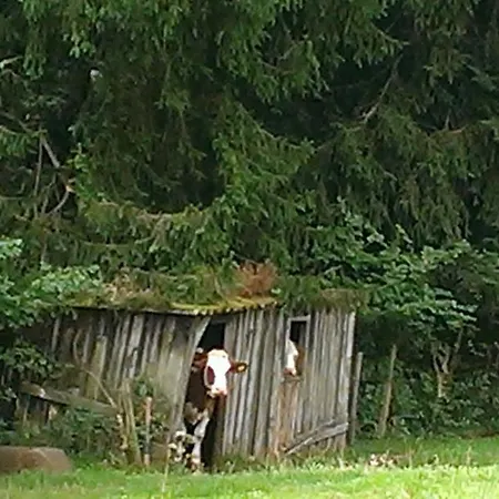 Martina Frey באיירסברון